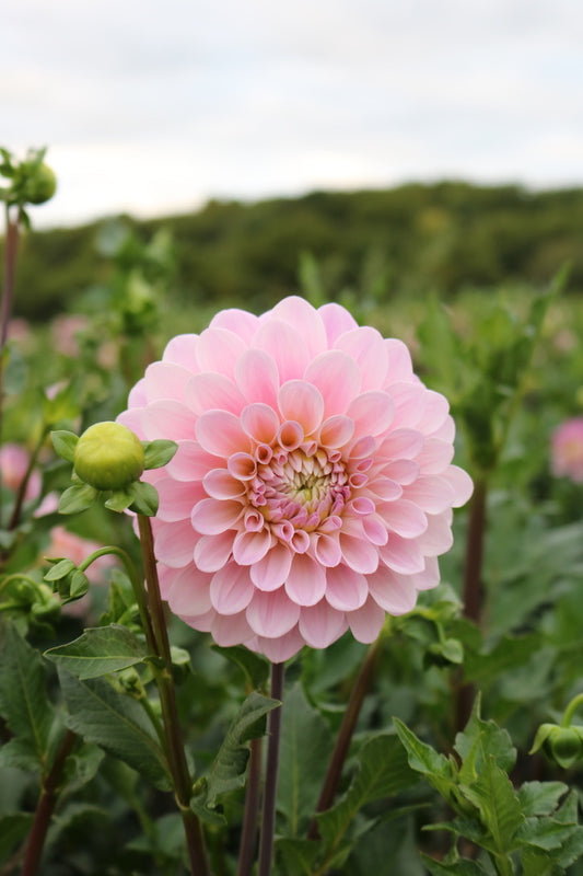 Bulk Dahlia Tuber 'Sweet Nathalie'