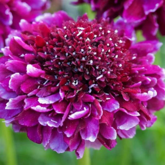 Scabiosa Barocca (4 pack)