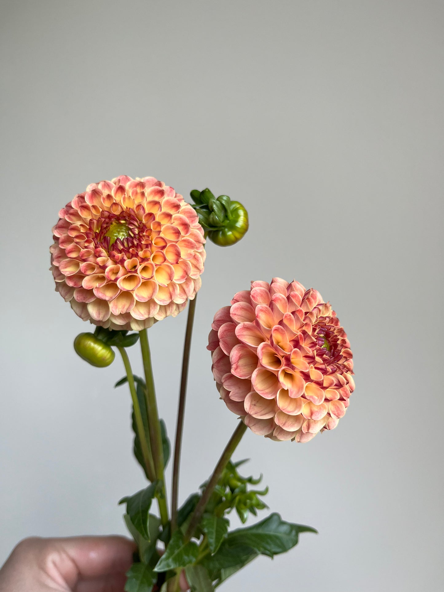 RC- Dahlia 'Rosemary Dawn'  (1 plant)