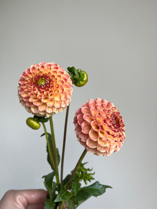 RC- Dahlia 'Rosemary Dawn'  (1 plant)