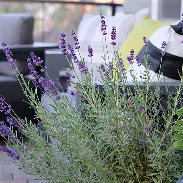 Lavandula angustifolia 'Lavenize Elegance'
