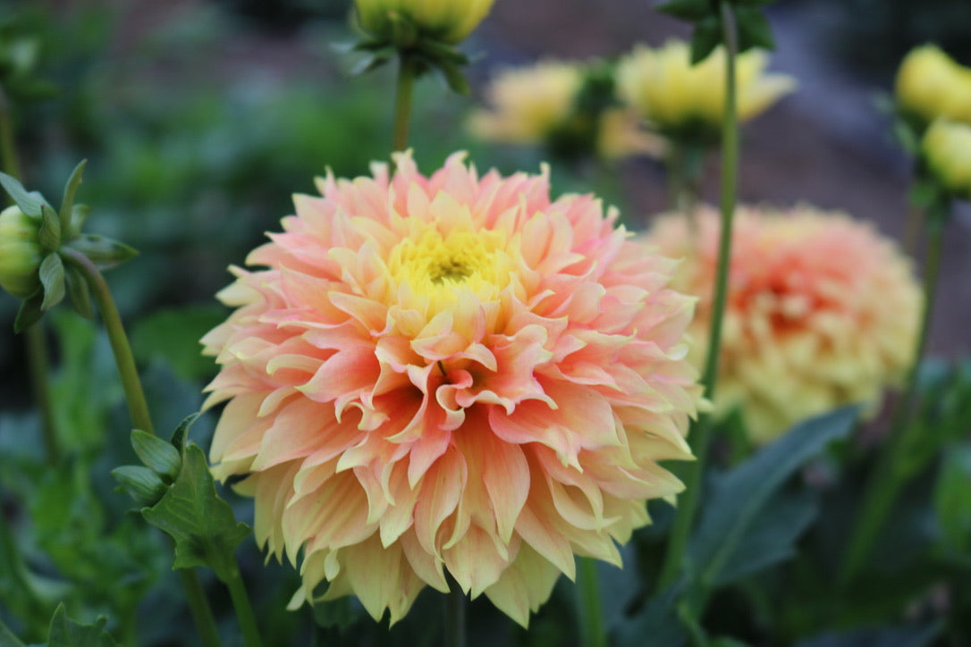 RC- Dahlia 'Deep Impact'  (4 pack)