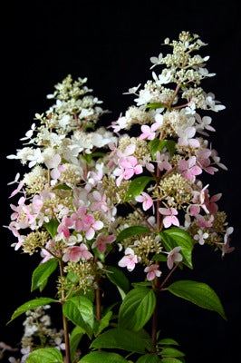 Quart Shrub - Hydrangea paniculata 'Confetti'
