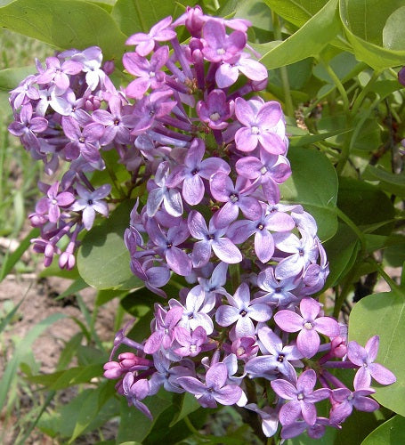 Quart - Syringa vulgaris 'Prairie Petite'