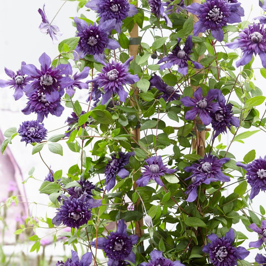 Quart - Clematis 'Kokonoe'