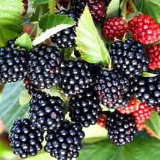 Blackberry 'Chester Thornless'
