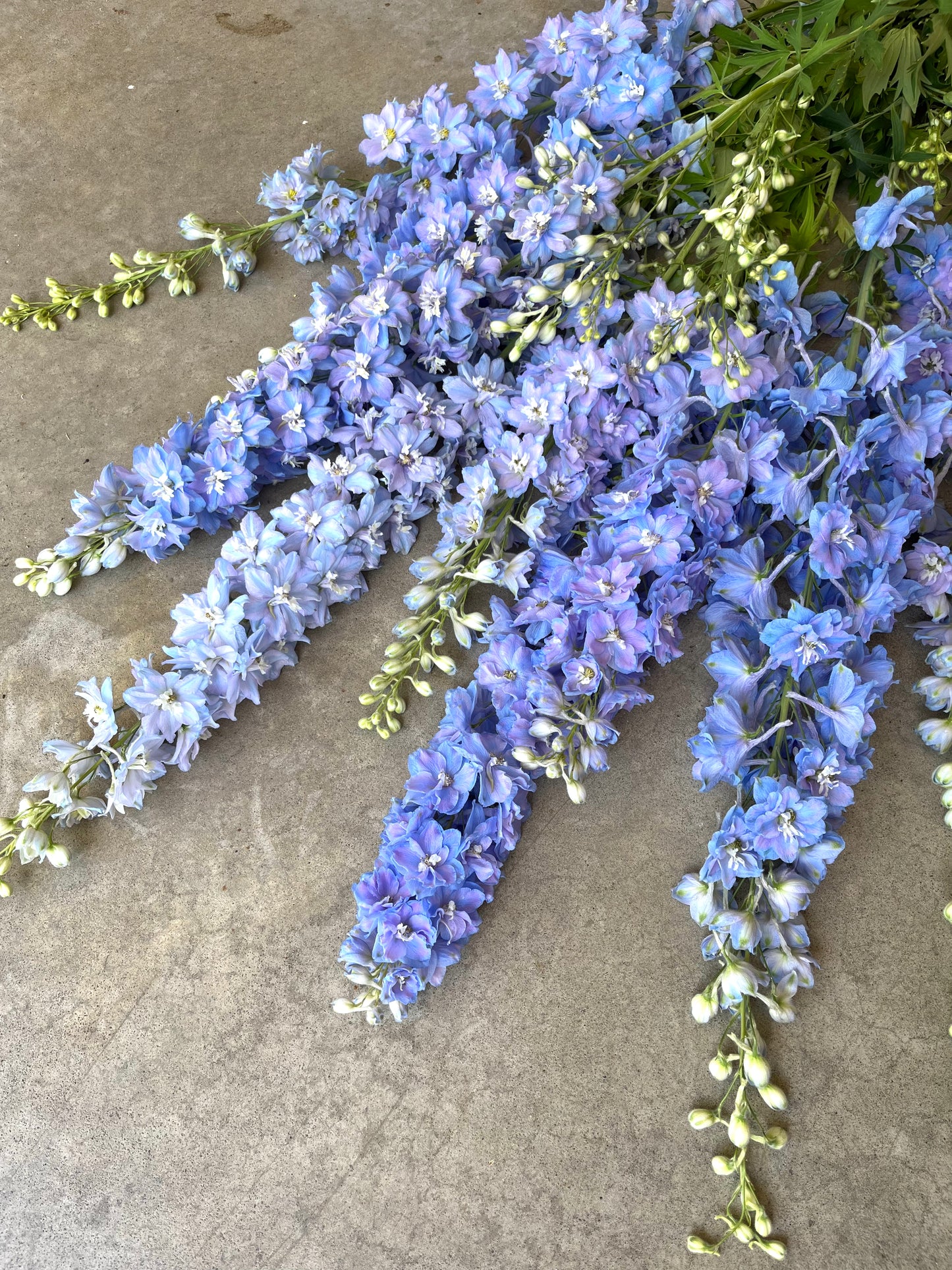 Delphinium 'Guardian Lavender'