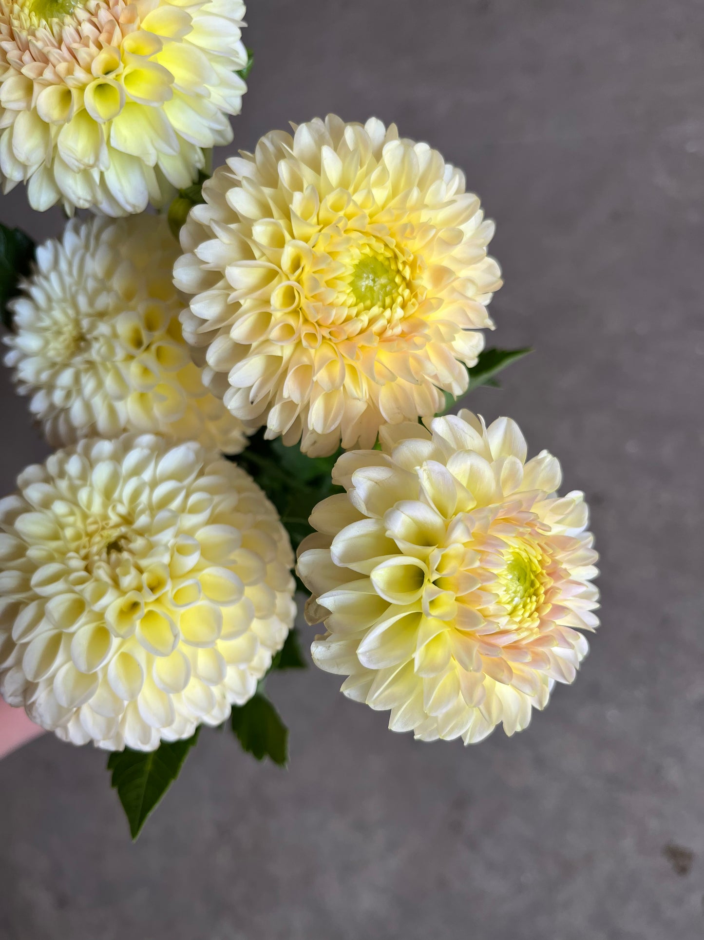RC- Dahlia 'Skipley Moonglow'  (1 plant)