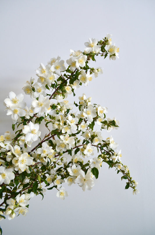 Quart - Philadelphus lewisii 'Blizzard'