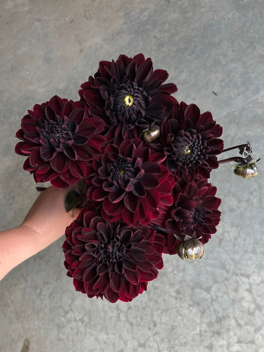 URC Bulk - Dahlia 'Manoa' (50 ct)