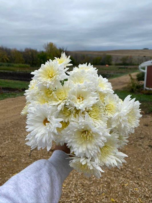 RC- Heirloom Chrysanthemum 'Bridal White'