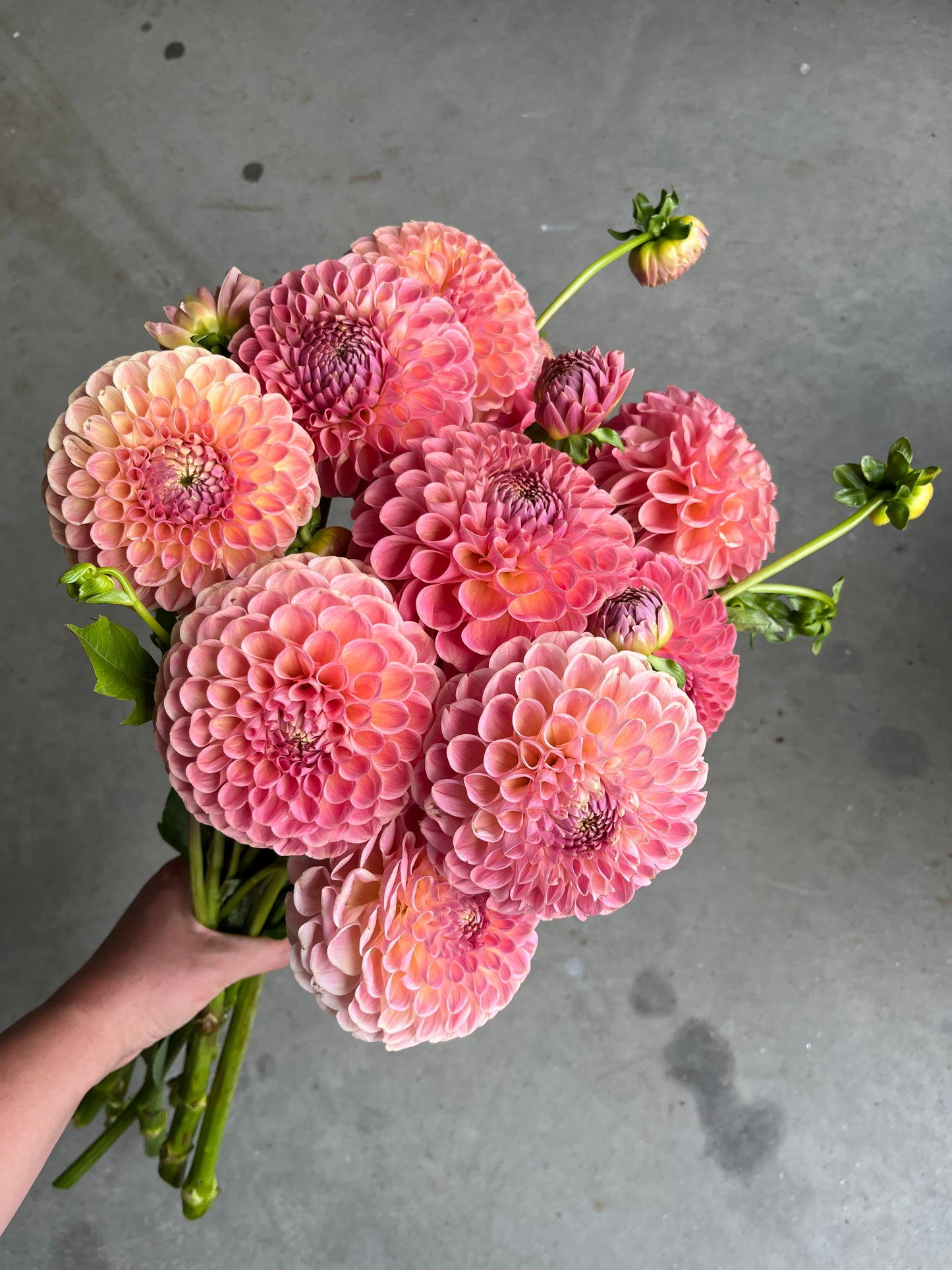 RC- Dahlia 'Clearview Peachy'  (4 pack)