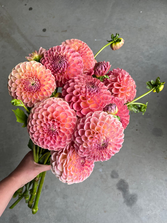 RC- Dahlia 'Clearview Peachy'  (4 pack)