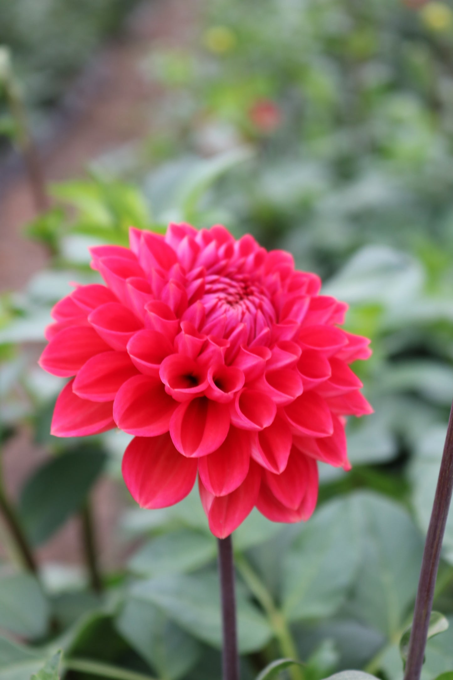 RC- Dahlia 'Intrigue'