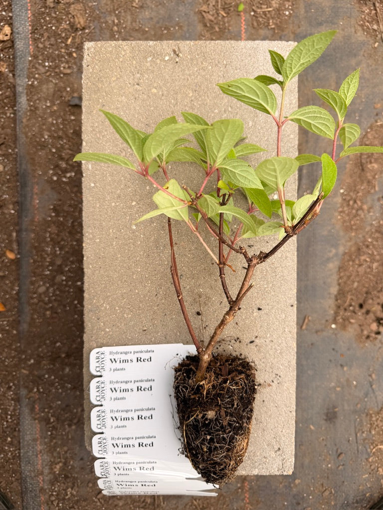 Hydrangea paniculata 'Wim's Red'