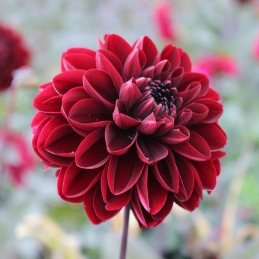 Dahlia Tuber 'Manoa'