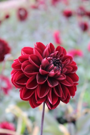 RC- Dahlia 'Manoa'