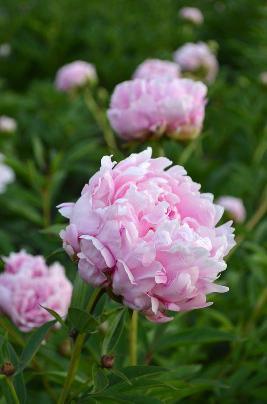 Peony Bare Root - 'Sarah Bernhardt'