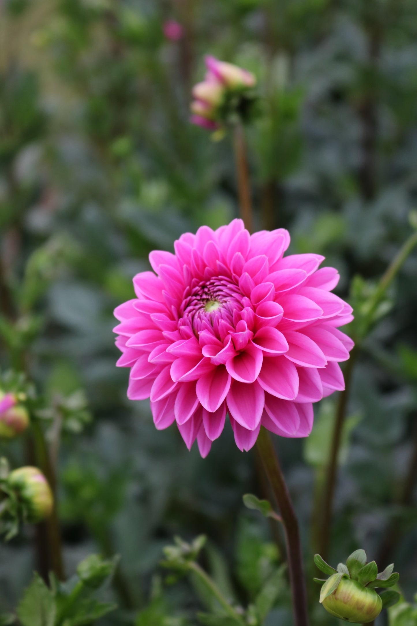 RC- Dahlia 'Pink Sylvia'