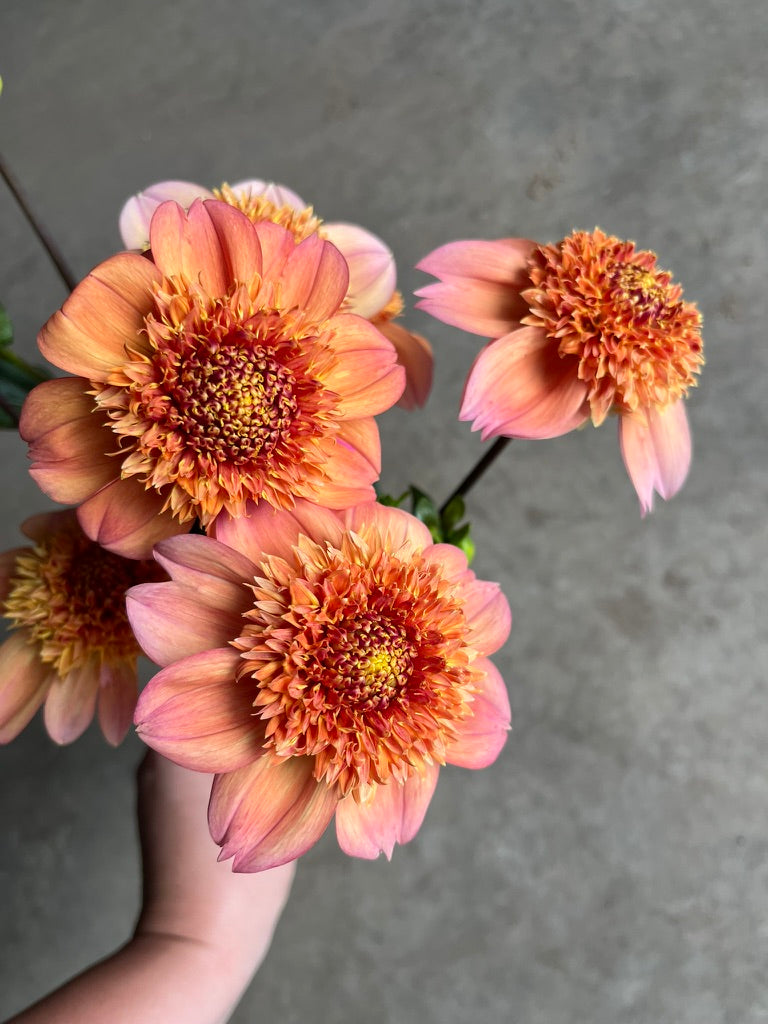 RC- Dahlia 'Sandia Brocade' (4 pack)