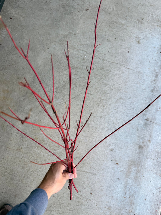 Bare Root - Cornus Red osier Dogwood (10 ct)
