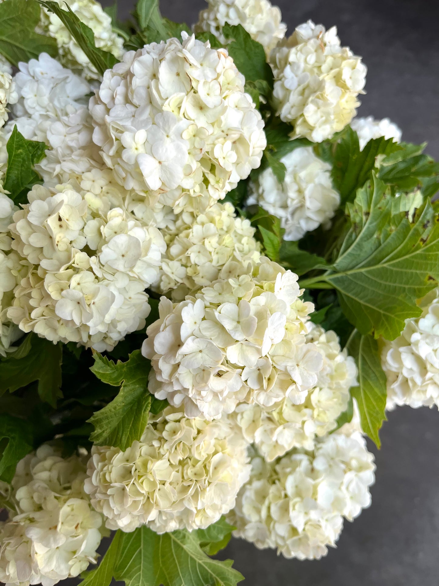 Quart Shrub - Viburnum opulus 'Roseum'