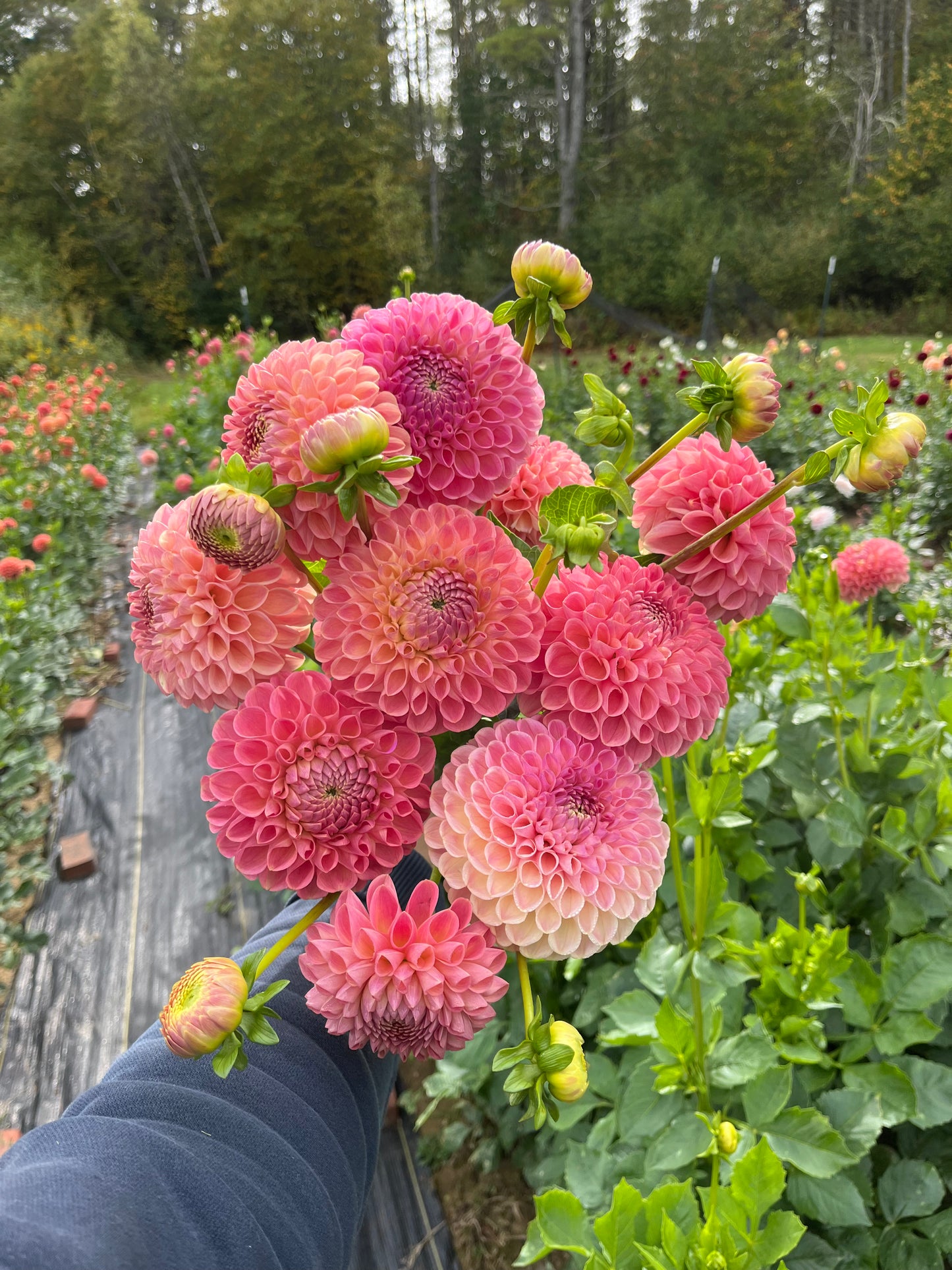 RC- Dahlia 'Clearview Peachy'  (4 pack)
