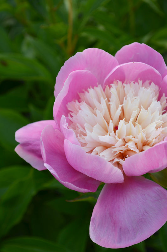 Peony Bare Root - 'Sorbet'