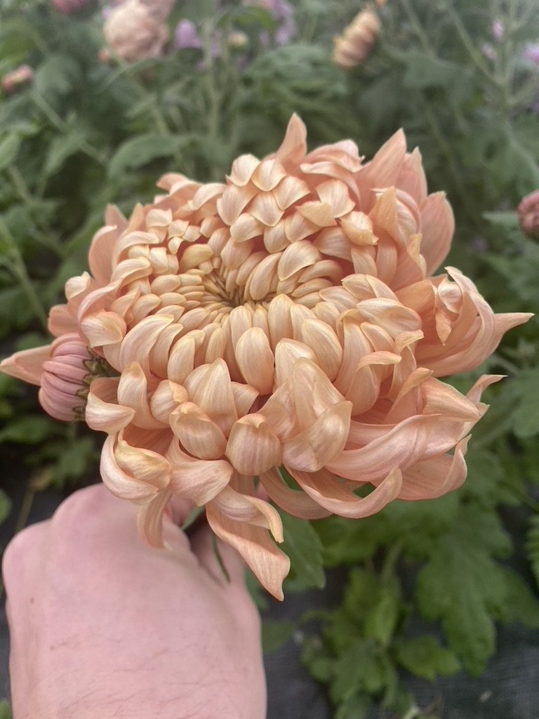 RC- Heirloom Chrysanthemum 'Apricot Alexis'