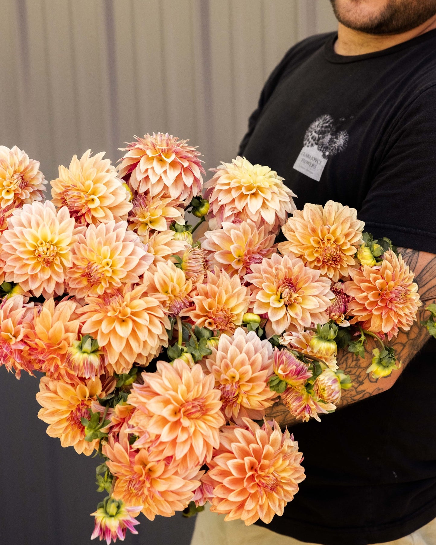 Dahlia Tuber 'Miss Amara'