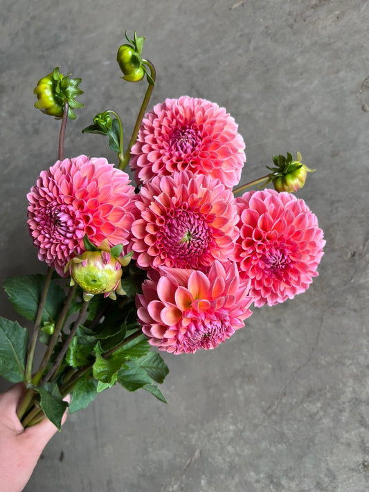 URC Bulk - Dahlia 'Linda's Baby' (50 ct)