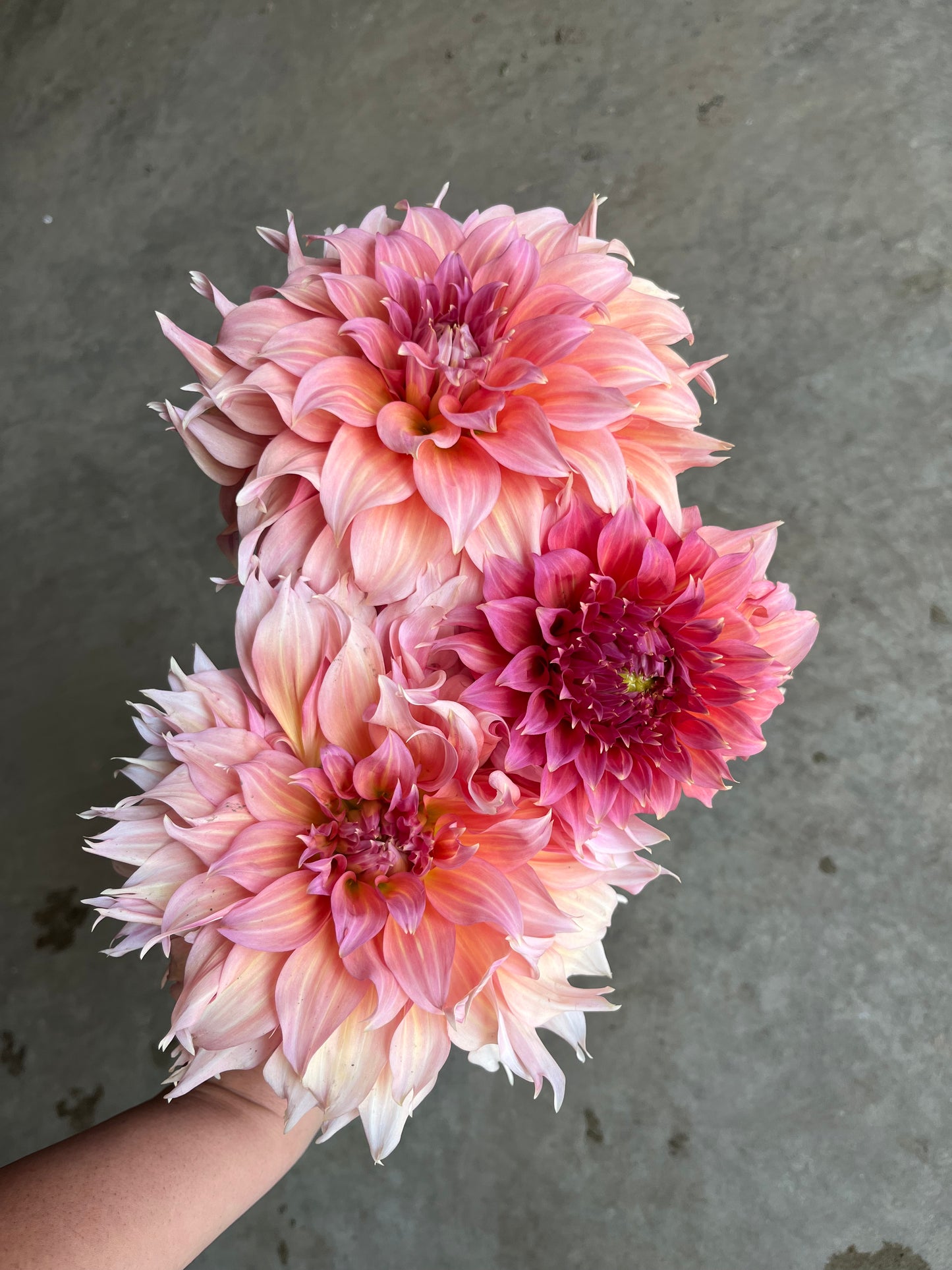 RC- Dahlia 'Summer Rain'  (1 plant)