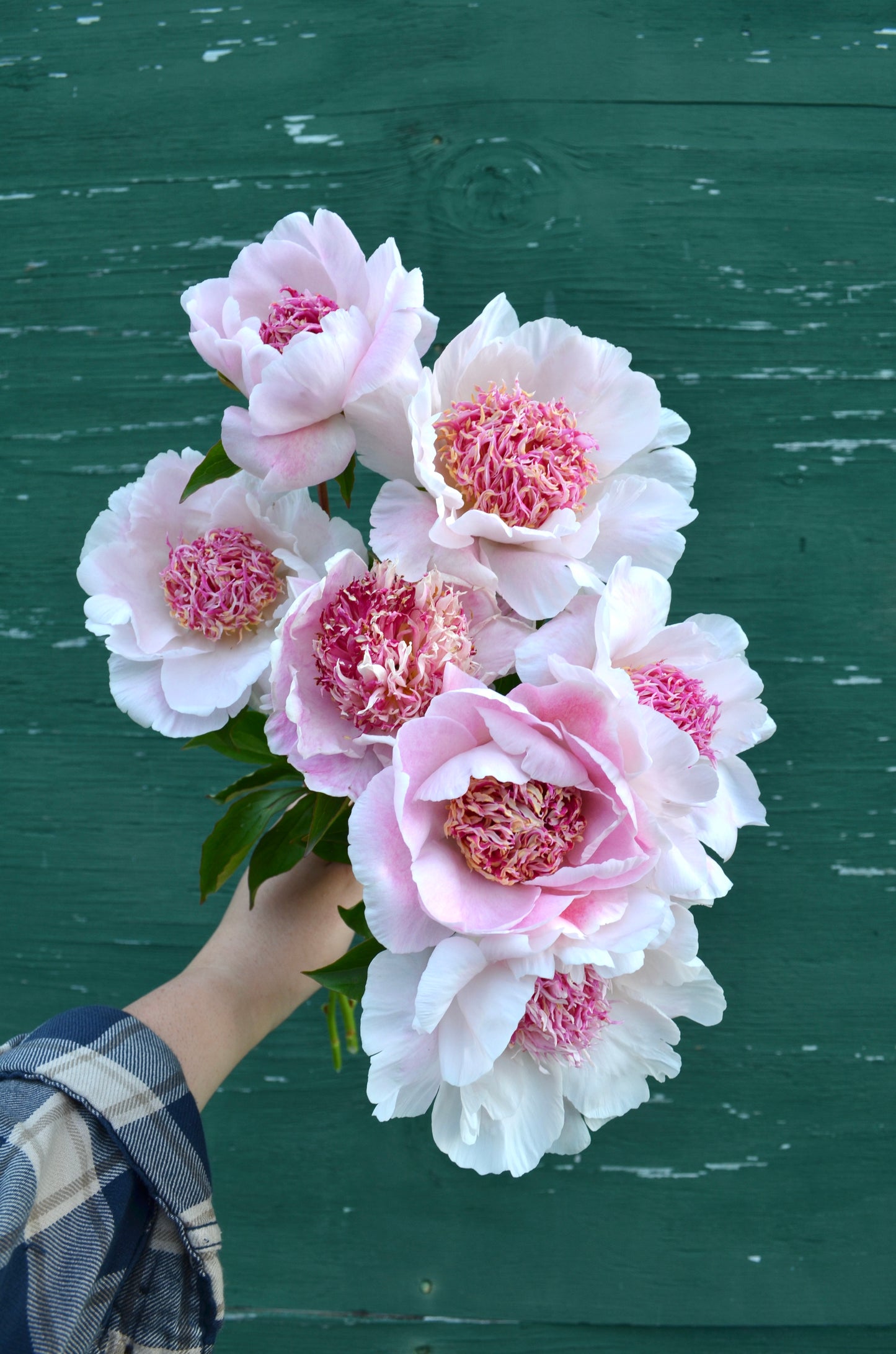 Peony Bare Root - 'Do Tell'