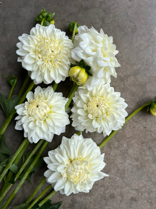 RC- Dahlia 'Blizzard'  (4 pack)