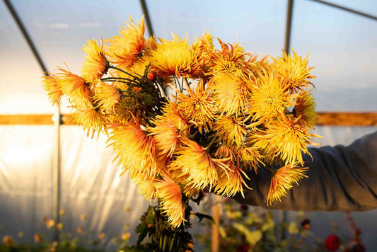 RC- Heirloom Chrysanthemum 'Saffina"