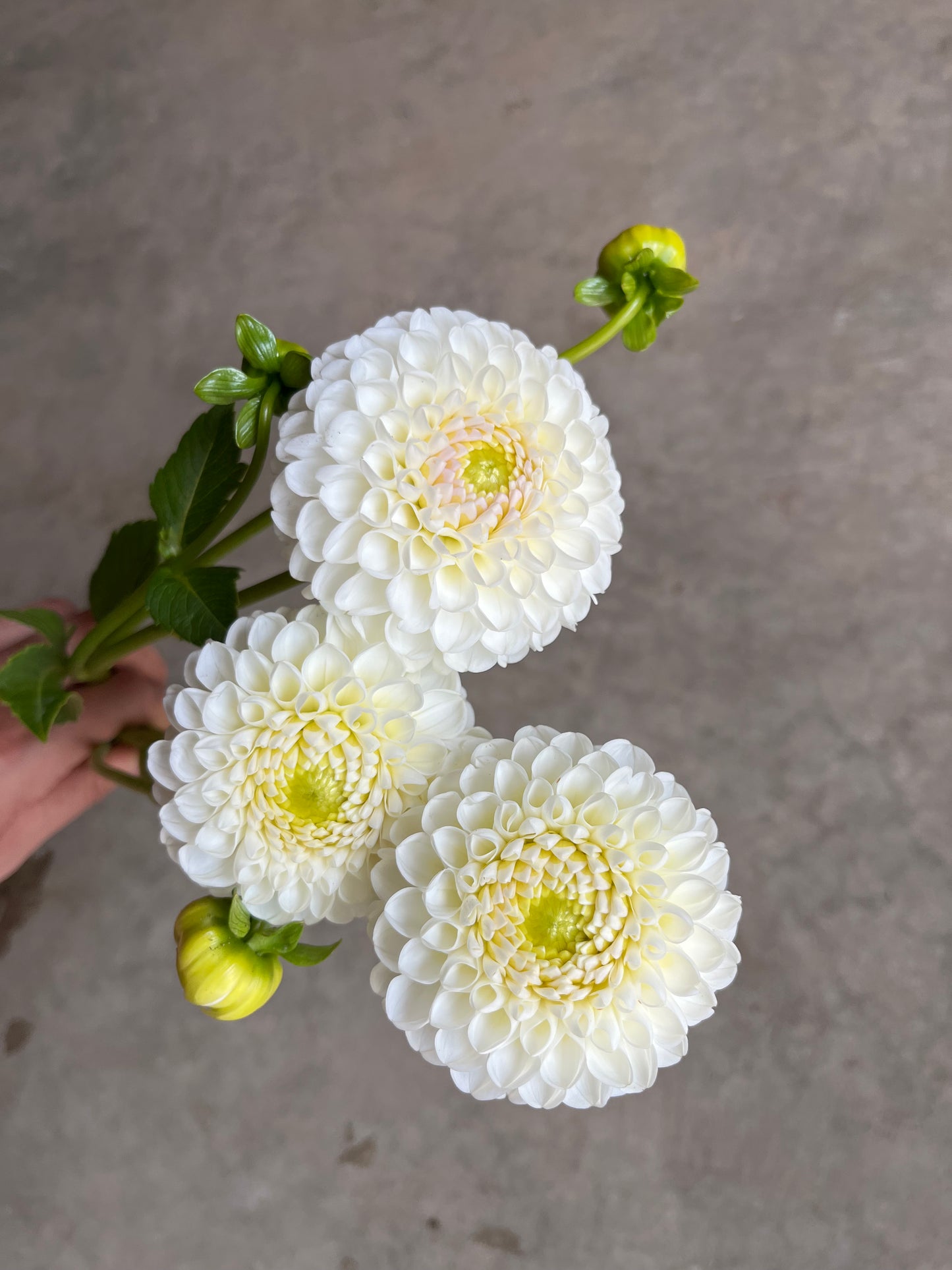 RC- Dahlia 'L'Ancresse'  (1 plant)