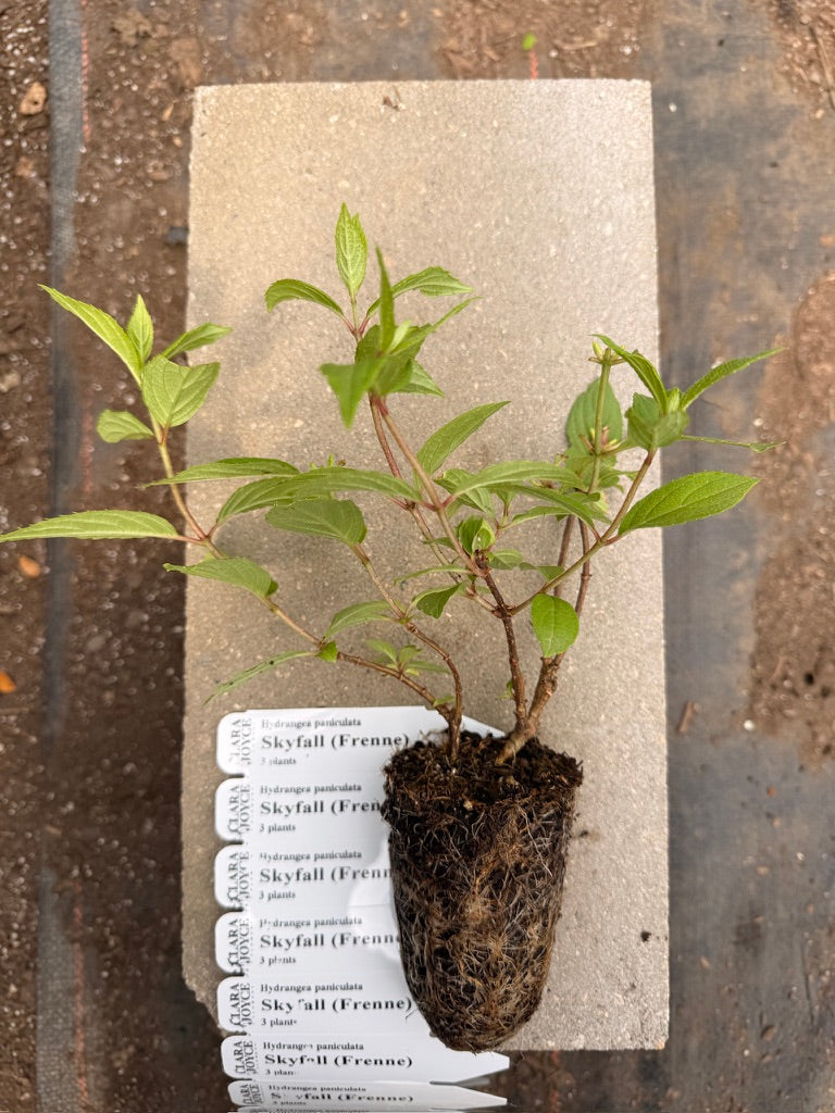 Hydrangea paniculata 'Skyfall'