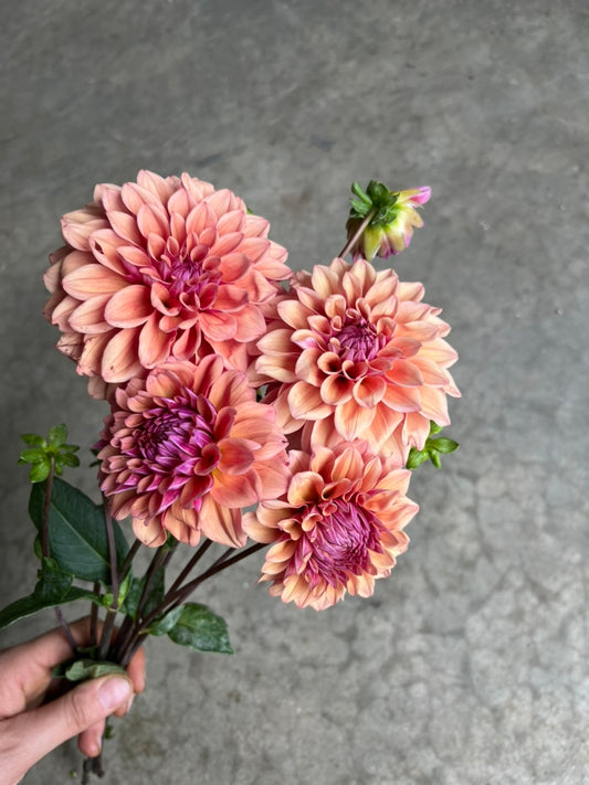 RC- Dahlia 'Bell's Naima'