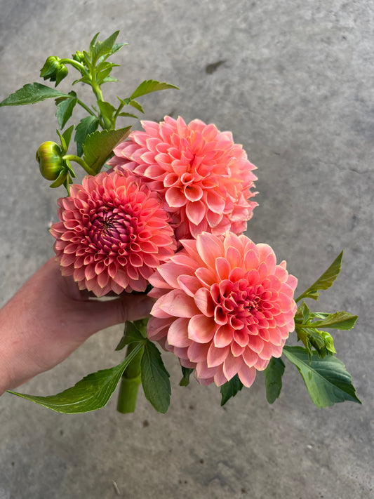 RC- Dahlia 'RM Lure' (1 plant)