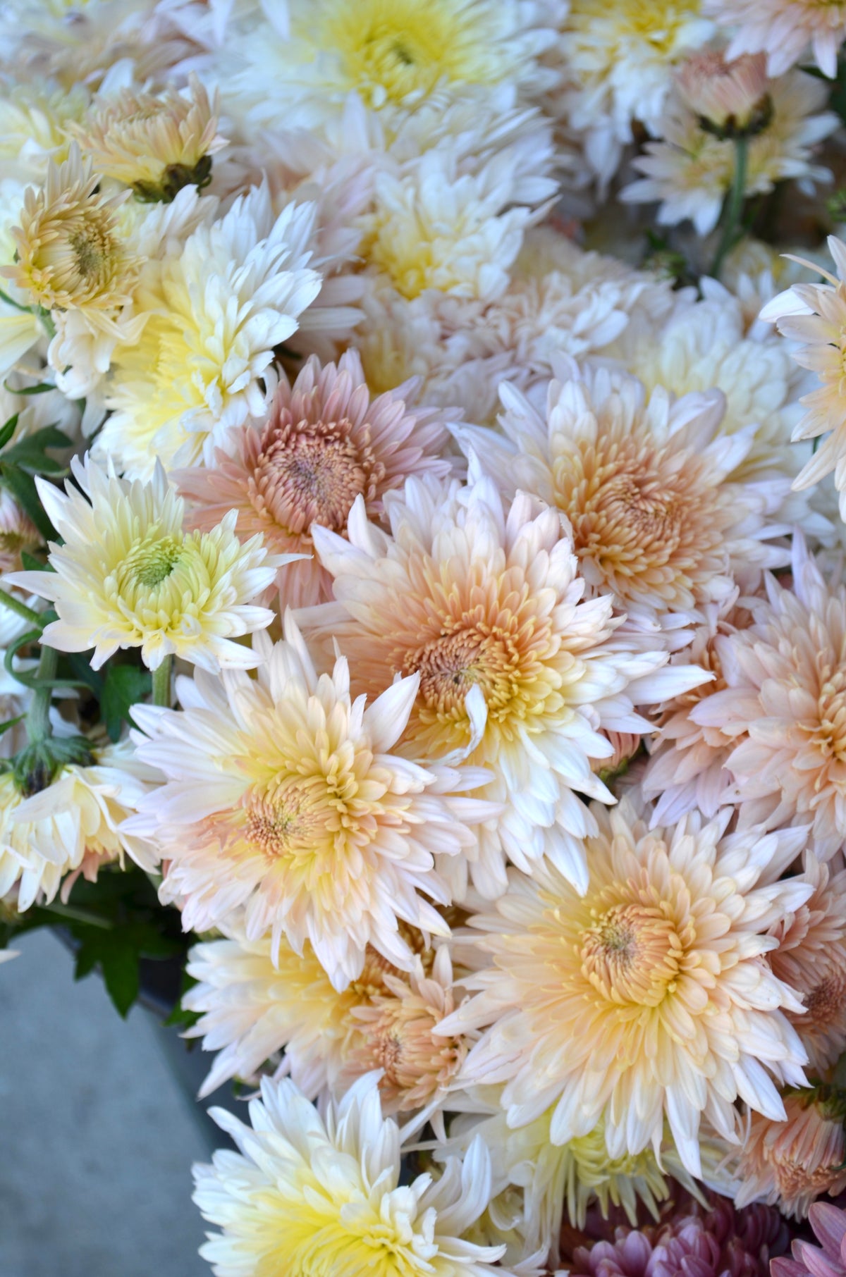 RC- Chrysanthemum 'Chiffon' (4 pack)