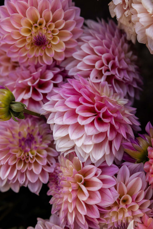 Dahlia Tuber 'Coralie'