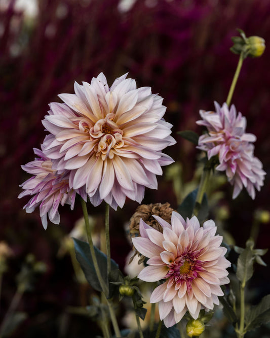 RC- Dahlia 'Cafe Au Lait'