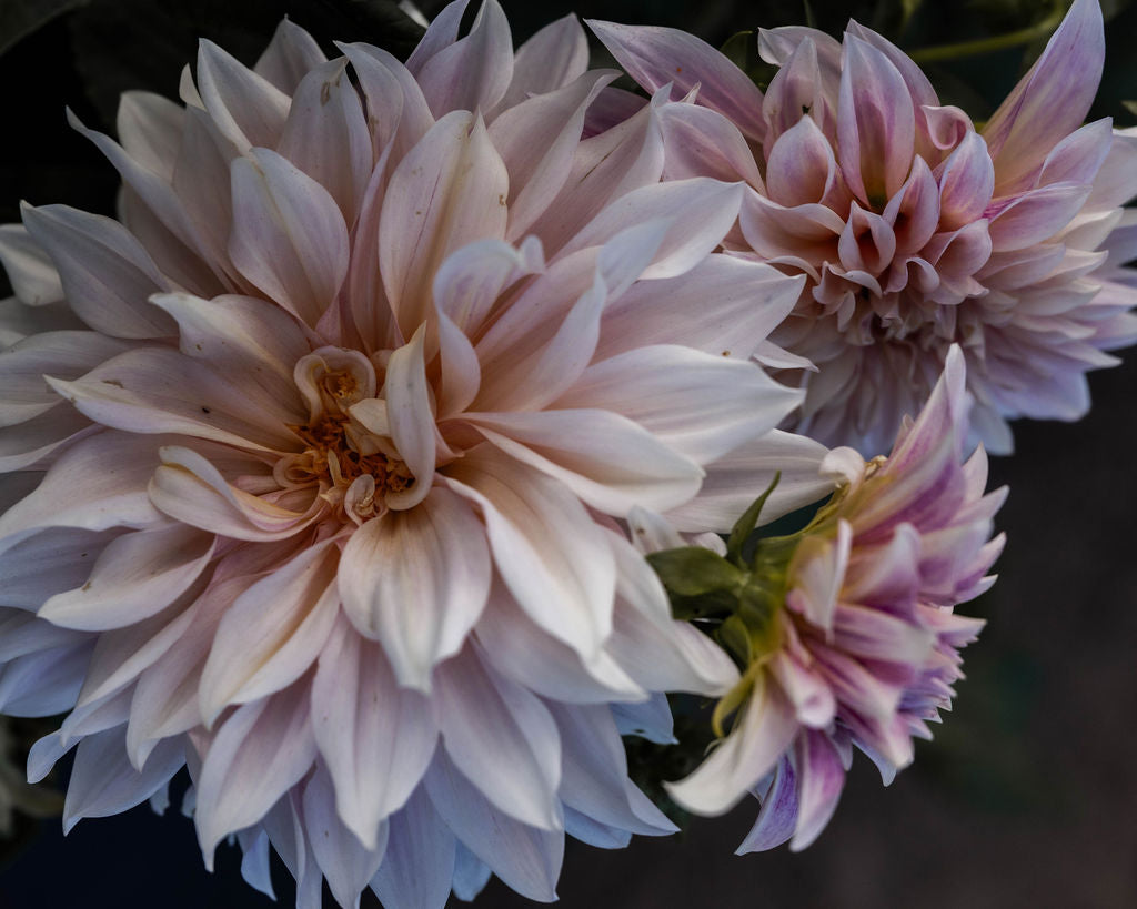 Dahlia Tuber 'Cafe au Lait'