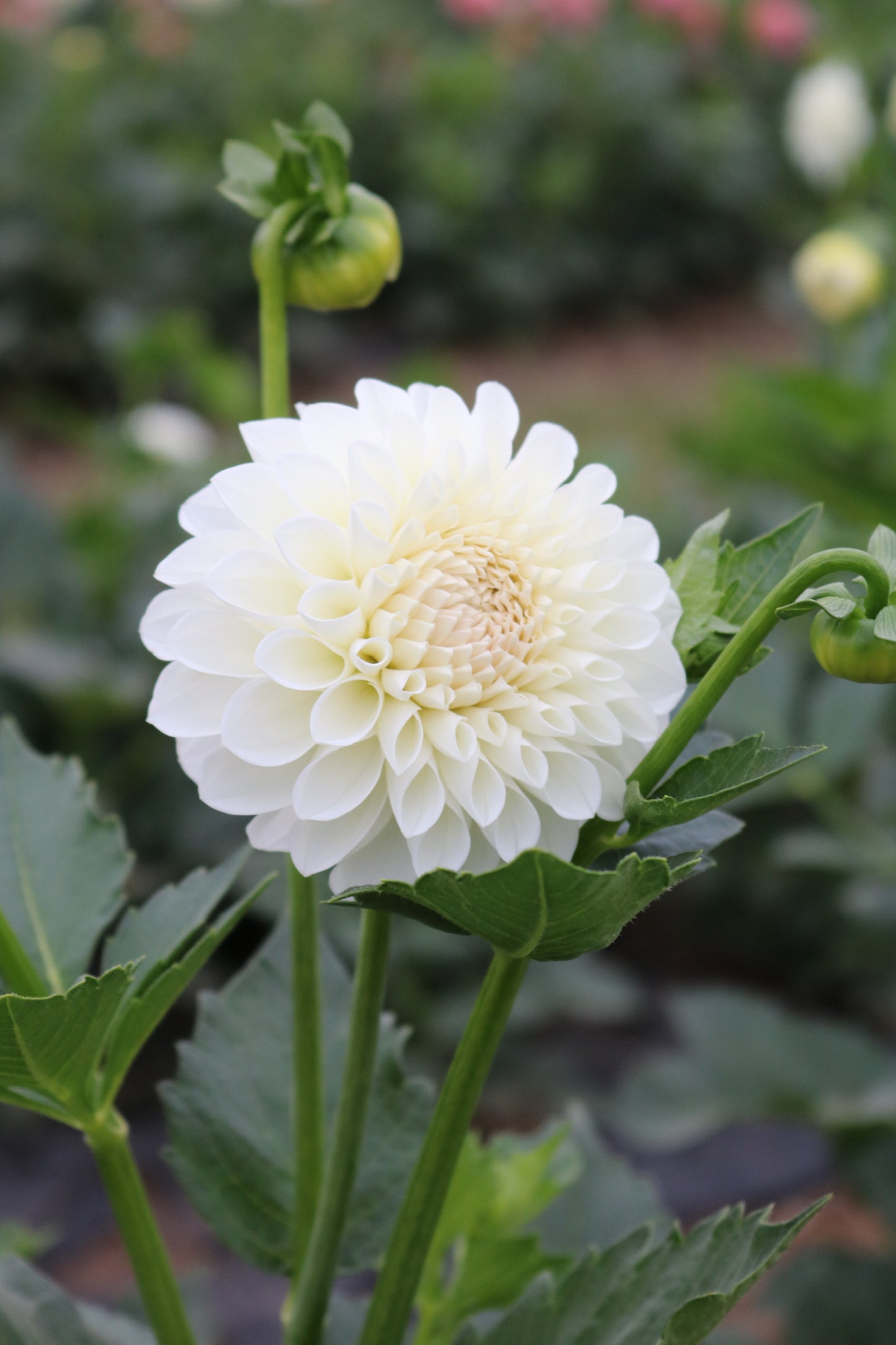 RC- Dahlia 'Boom Boom White'