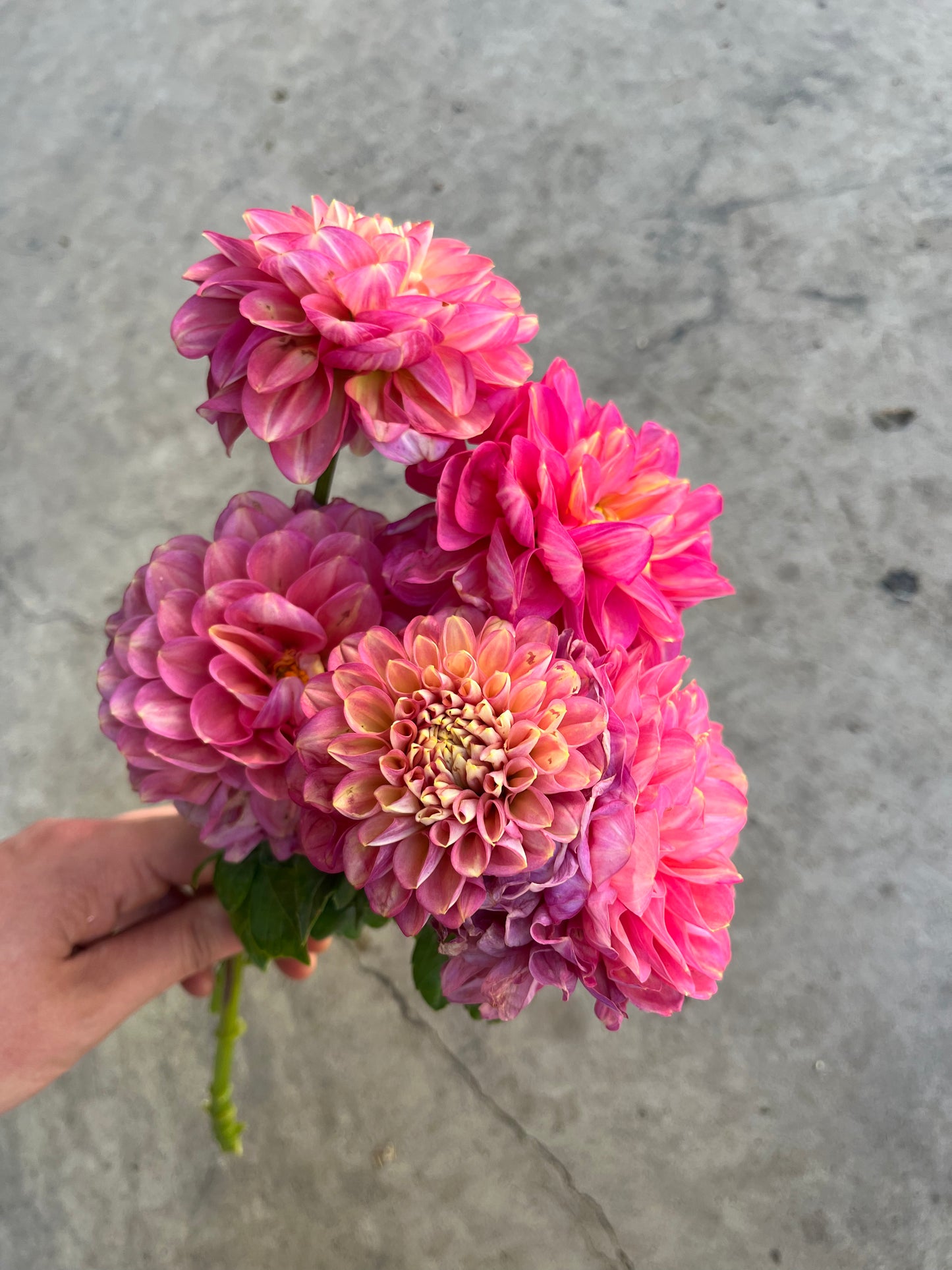 RC- Dahlia 'Milena Fleur' (1 plant)