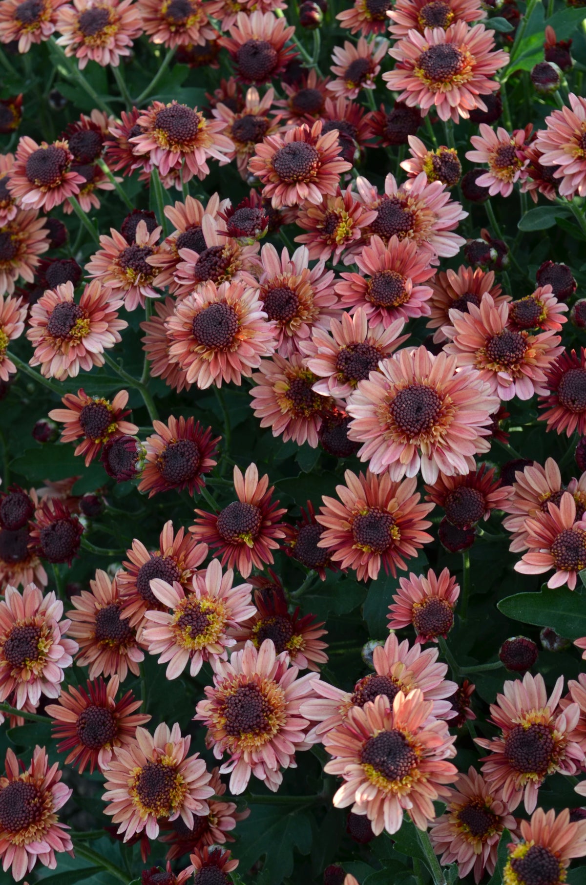 RC- Chrysanthemum 'Suntaste Peach' (4 pack)