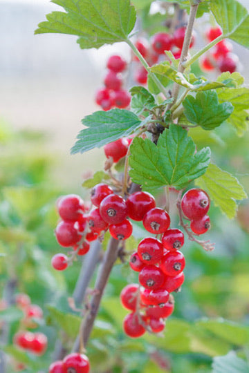 Quart - Currant Alpine