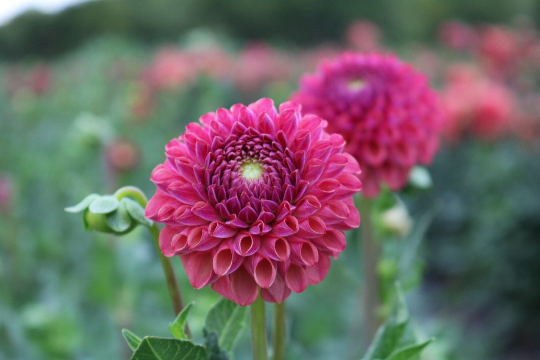 Dahlia Tuber 'Caitlyns Joy'