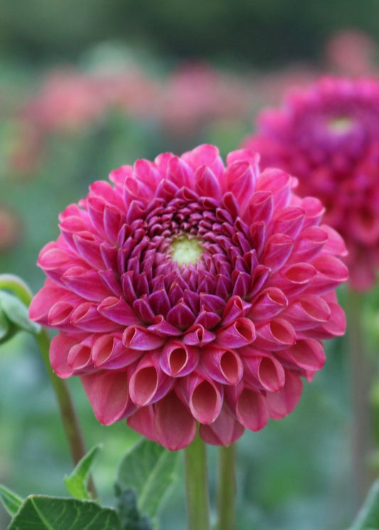 Bulk Dahlia Tuber 'Caitlyns Joy'