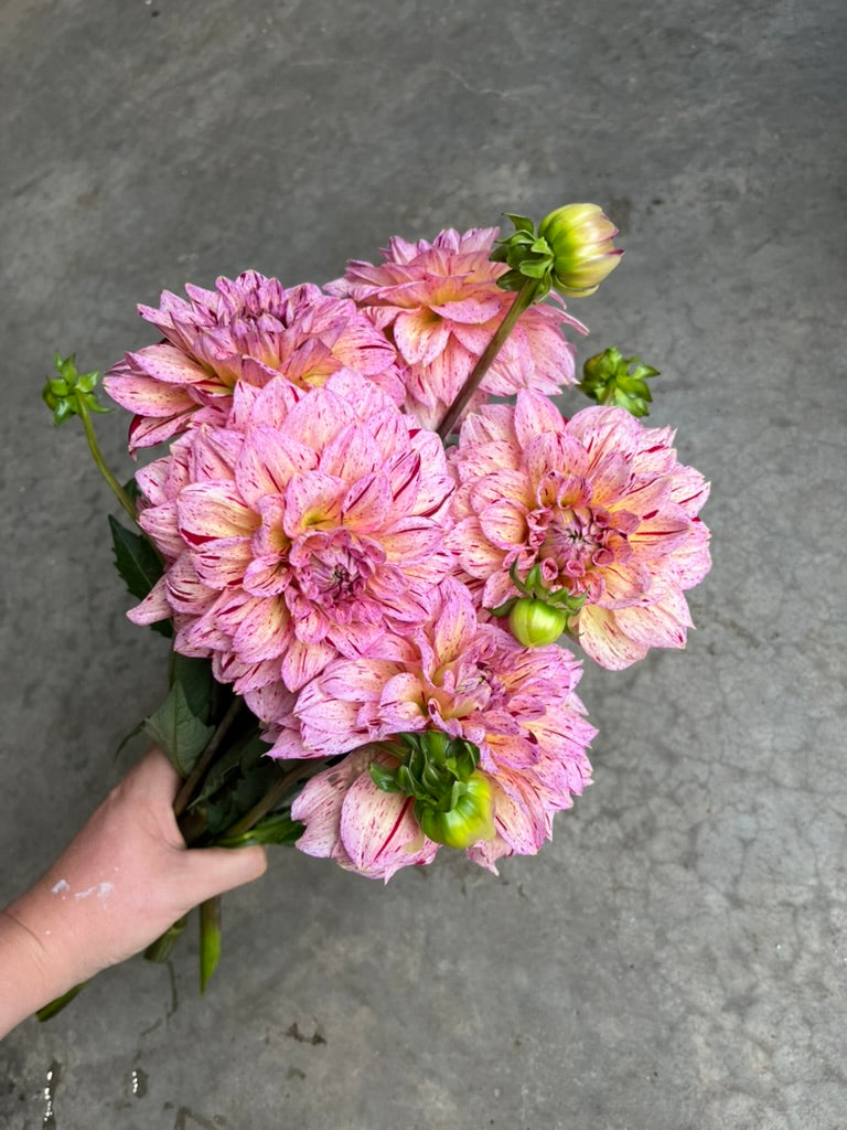 RC- Dahlia 'Carmen Fiesta'  (1 plant)